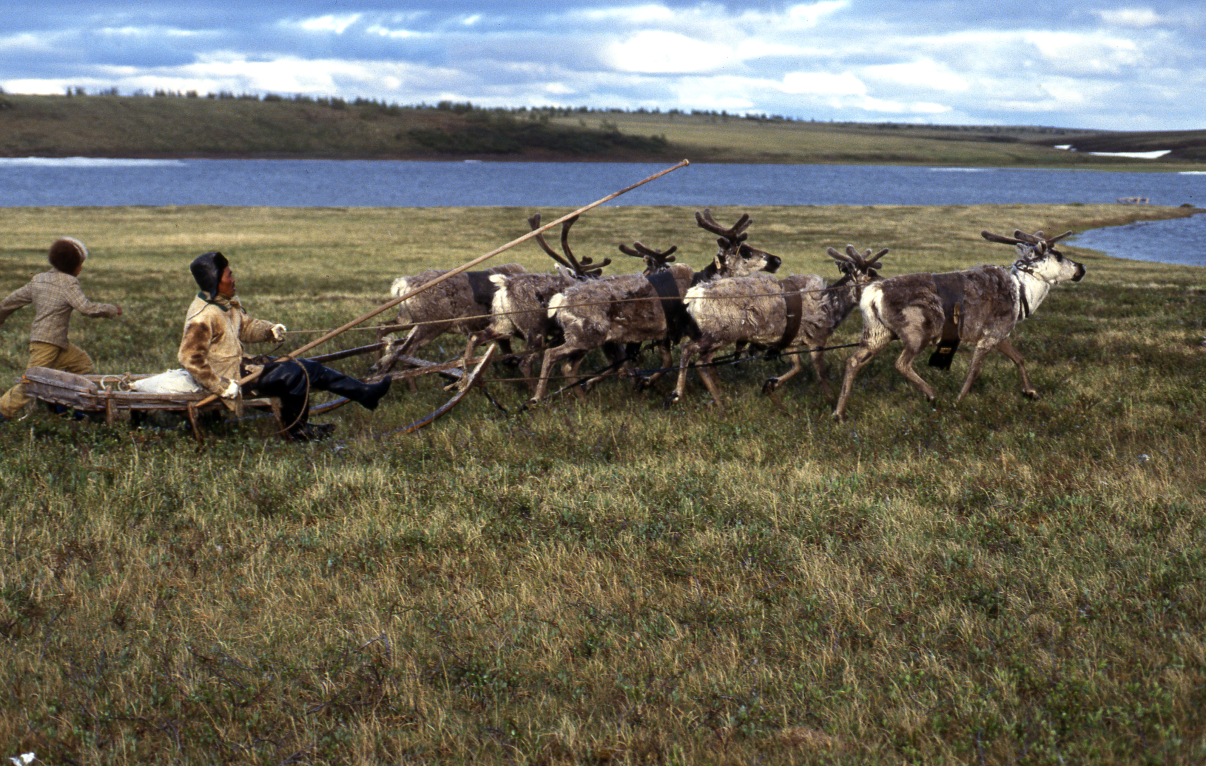 Man on sled with five reindeer