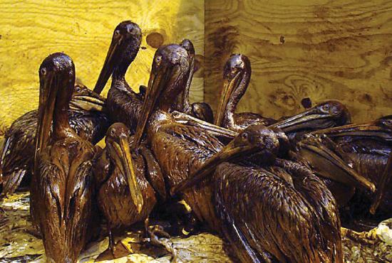 Birds covered in oil after the 2010 BP oil spill