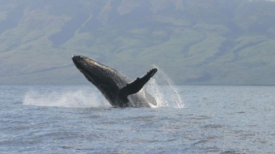 Whale jumping out of water