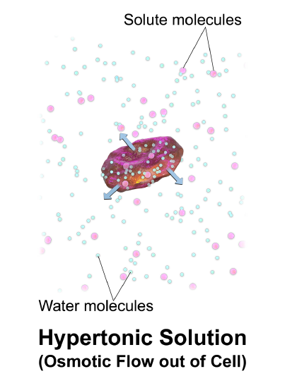 Diagram of hypertonic solution- water leaves cell 