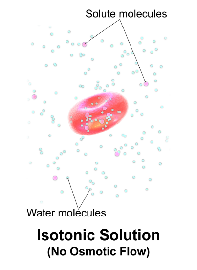 Diagram of isotonic solution- no water movement