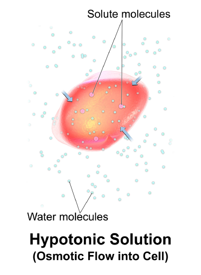 Diagram of hypotonic solution- water enters cell