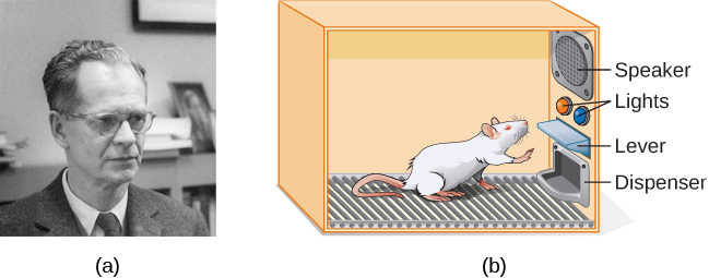 照片 A 显示 B.F. Skinner。 插图 B 显示了 Skinner 盒子里的一只老鼠：一个装有扬声器、灯、杠杆和食物分配器的房间。