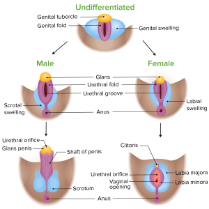 Phenotypic-differentiation-of-the-external-genitalia-in-male-and-female-embryos-1-300x300.png