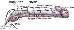 Arterial-supply-of-the-penis-300x123.jpeg