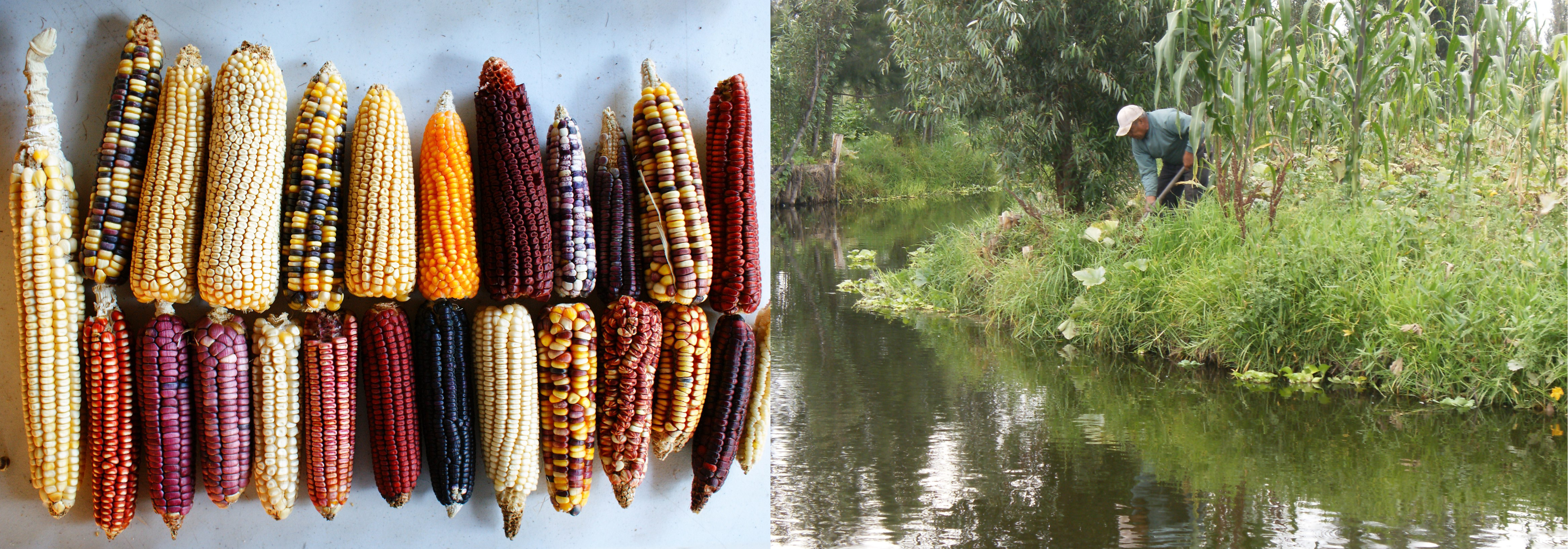 More than two dozen varieties of Mesoamerican maize and a man along a riverbank illustrating chinampa agriculture