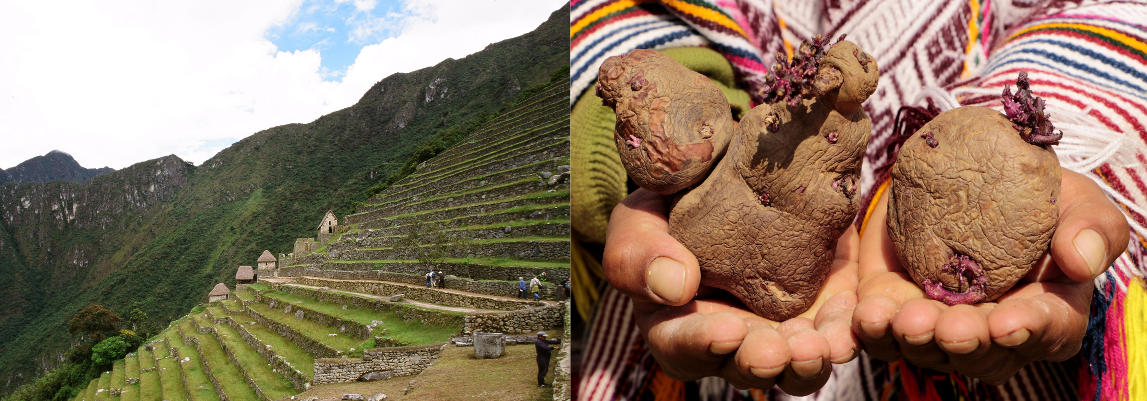 People walking along steep, narrow terraces; a person in traditional Andean dress holding potatoes