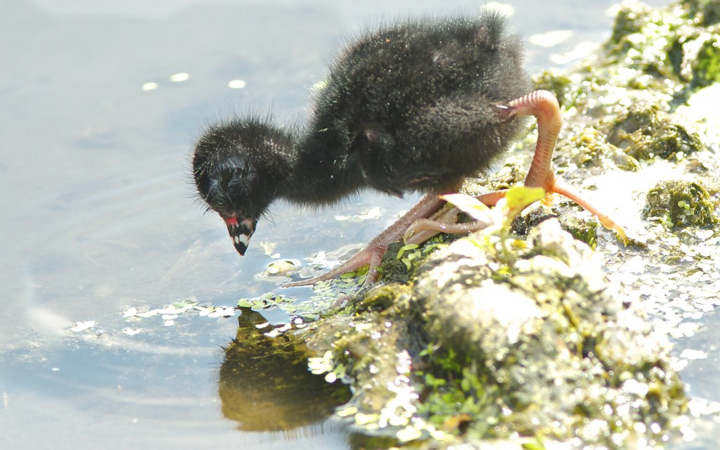 Purple Gallinule Chick looking in the water at a reflection of itself