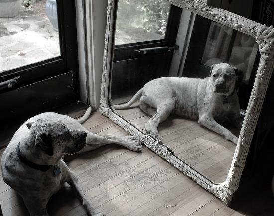 Dog looking at its reflection in a mirror