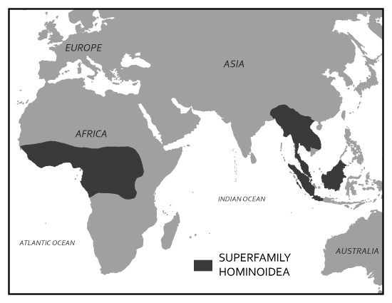 Map of geographic distribution of apes across Central and West Africa, and Southeast Asia.