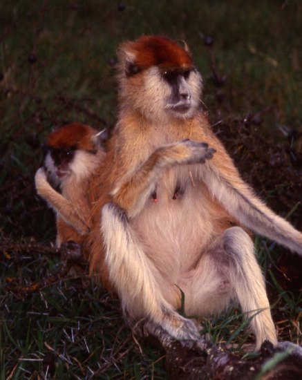 A female patas monkey with infant.