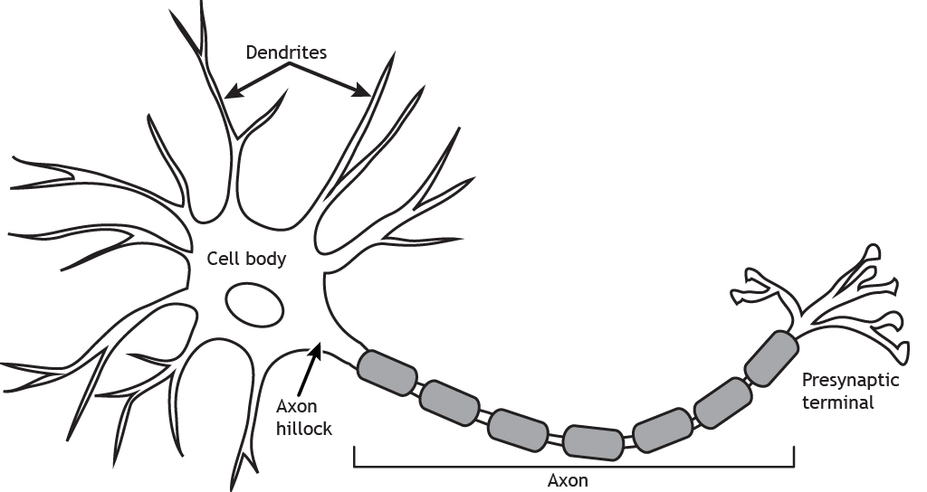 Structures of the neuron. Details found in caption.