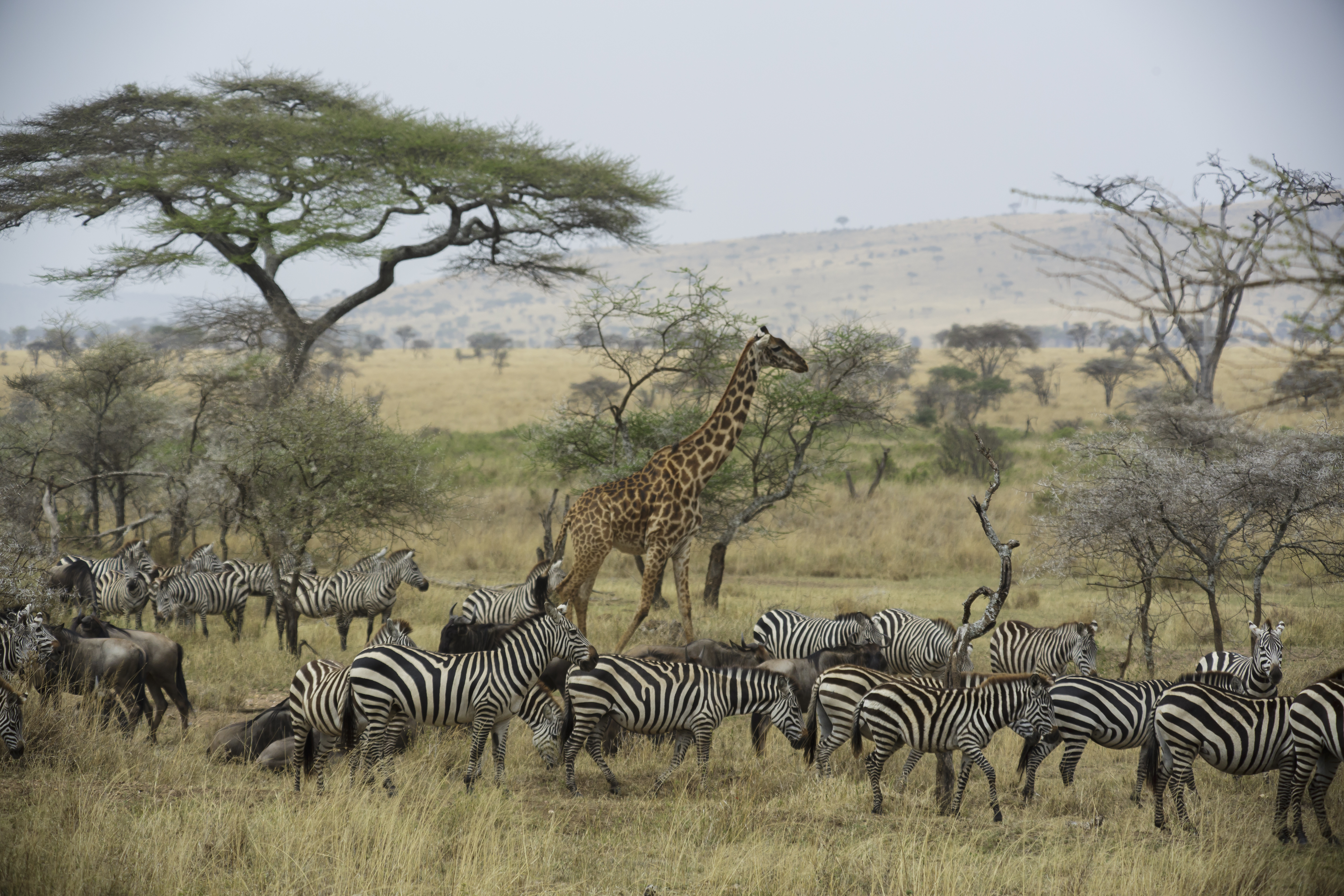 Zebras, wildebeast, and acacia trees on the Serengeti