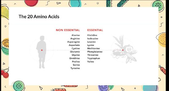 amino acid chart.png
