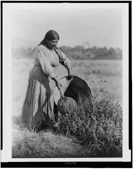 Pomo woman, Cecilia, wearing a long skirt, standing over a bush, gathering seeds with a basket