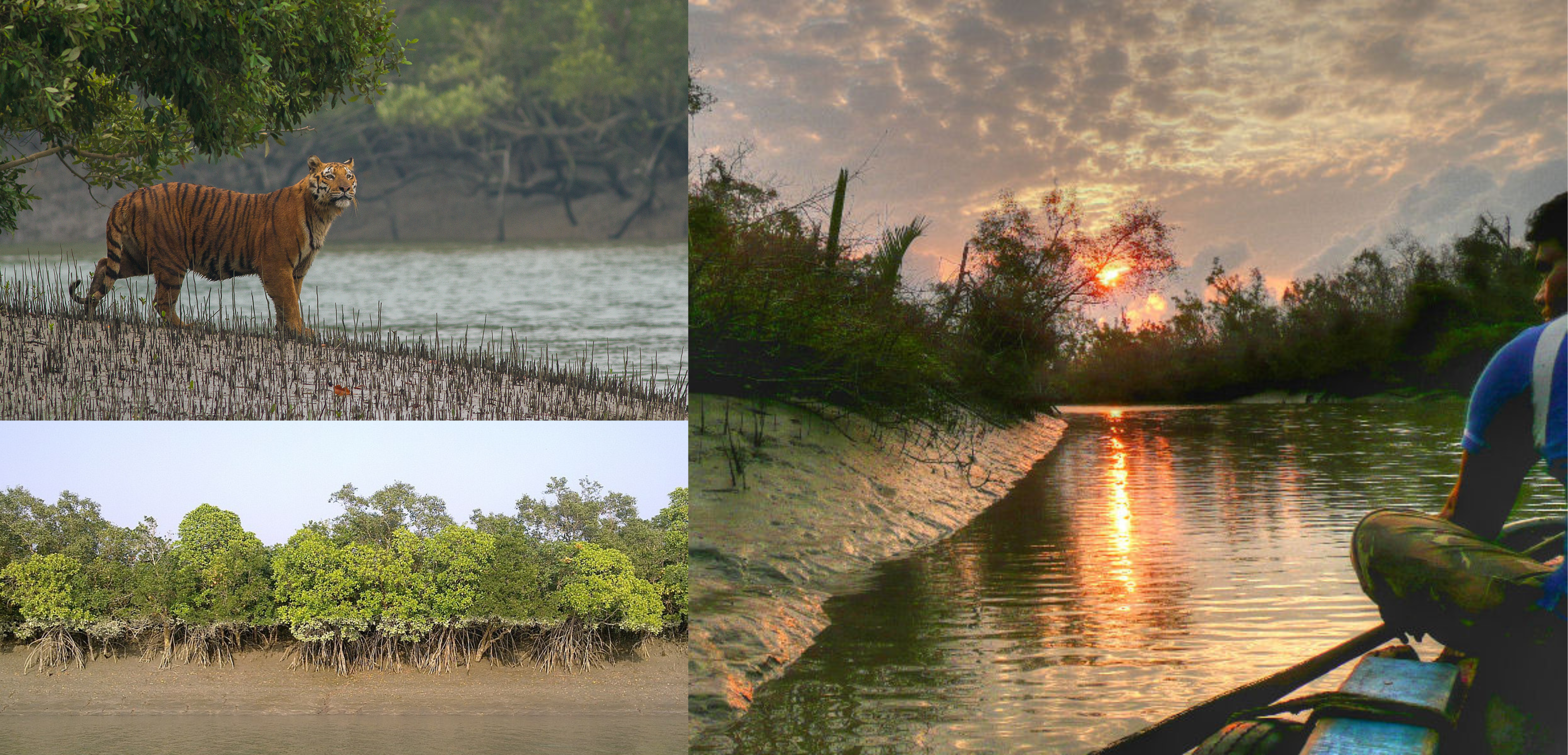 Sunderbans Mangrove Forests: A tiger and mangrove roots extending into the water along a river bank