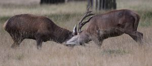 1024px-Red_deer_during_the_rut_50316545727-300x130.jpg