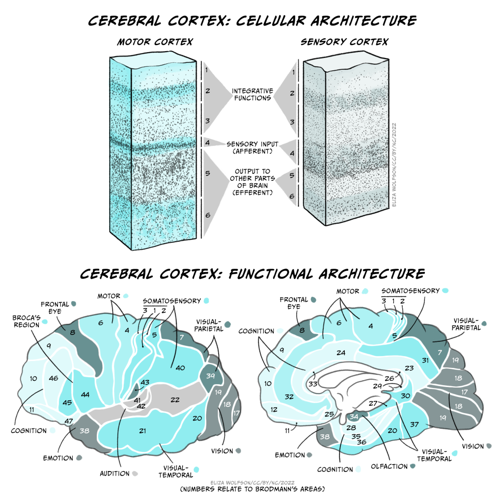 Understanding the Architecture of the Brain: An Introduction to