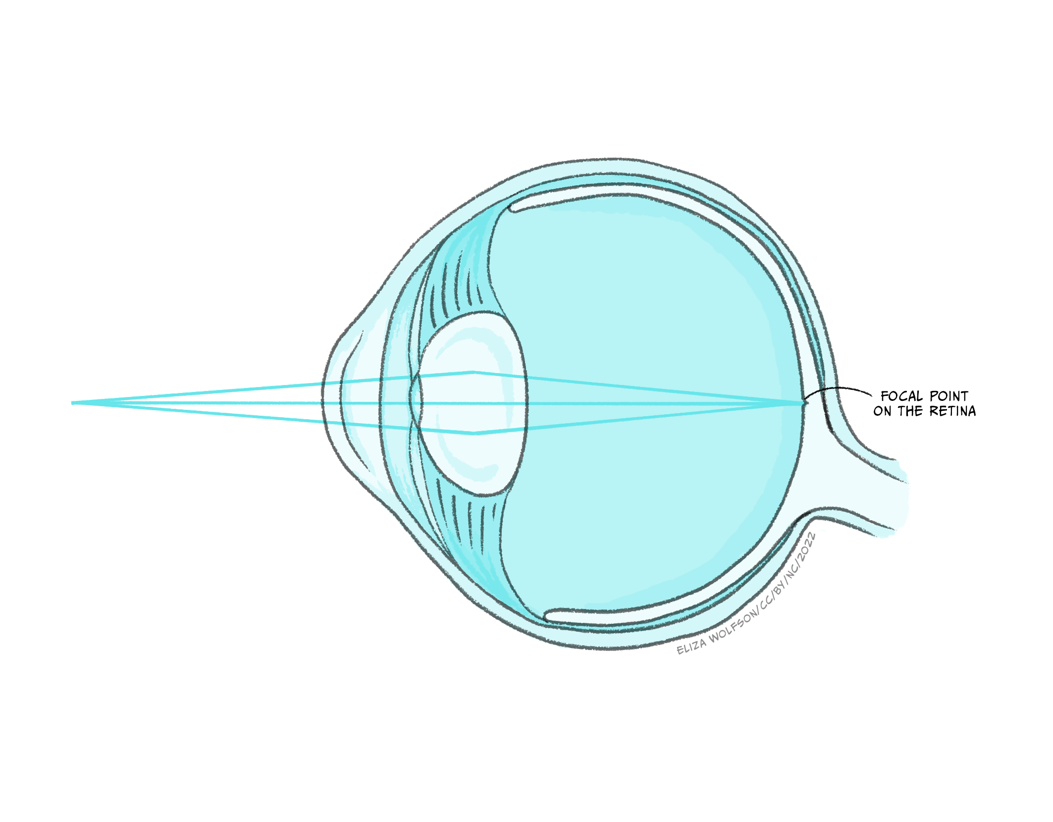 4.4: Lighting The World- Our Sense Of Vision - Social Sci LibreTexts