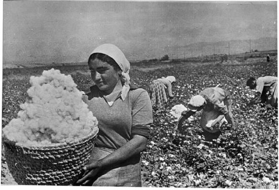 Cotton harvest in Armenia, 1930s