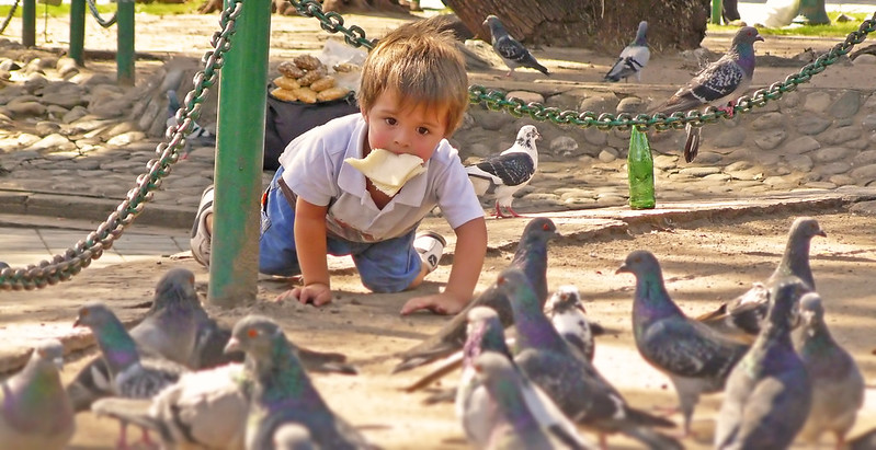 Child watching pigeons while on the ground with bread in his mouth