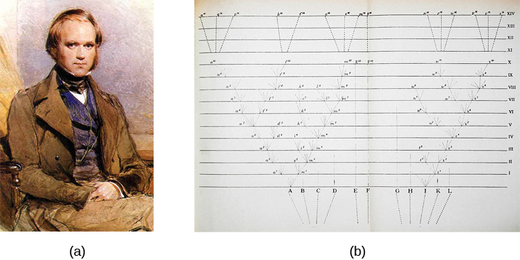 L'image (a) est un portrait peint de Darwin. L'image (b) est une esquisse de lignes qui se divisent en structures ramifiées.