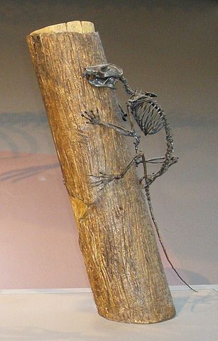 mindtouch.page#thumbnail