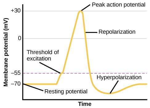 Una gráfica muestra el aumento, el pico y la disminución del potencial de membrana. Los milivoltios a través de las fases son aproximadamente -70mV en el potencial de reposo, -55mV en el umbral de excitación, 30mV en el potencial de acción pico, 5mV en la repolarización y -80mV en la hiperpolarización.