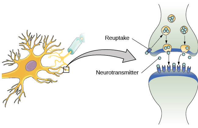 The synaptic space between two neurons is shown. Some neurotransmitters that have been released into the synapse are attaching to receptors while others undergo reuptake into the axon terminal.