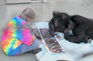 Bonobos_Panbanisha__Kanzi_with_Sue_Savage-Rumbaugh_2006-1-300x197.jpg