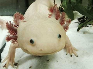 axolotl-300x224.png
