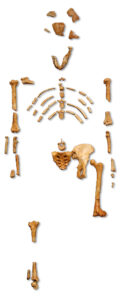 800px-Reconstruction_of_the_fossil_skeleton_of_Lucy_the_Australopithecus_afarensis-124x300.jpg