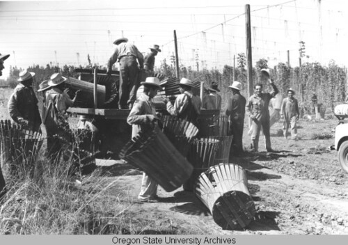 Picture of Braceros working in Oregon.