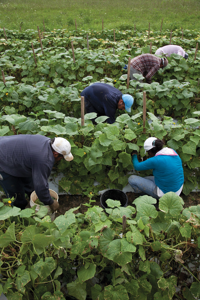 Farm workers picking cucumbers