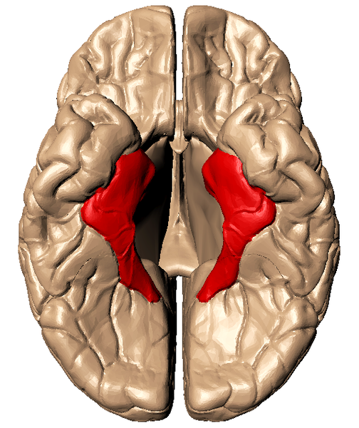 File:Parahippocampal gyrus - inferiror view.png