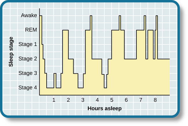 Se trata de un hipnograma que muestra las transiciones del ciclo del sueño durante un periodo típico de ocho horas de sueño. Durante la primera hora, la persona pasa por etapas 1,2,3 y termina a las 4. En la segunda hora, el sueño oscila entre 3 y 4 antes de alcanzar un periodo de 30 minutos de sueño REM. La tercera hora sigue el mismo patrón que la segunda, pero termina con un breve periodo de vigilia. La cuarta hora sigue un patrón similar al de la tercera, con una etapa REM ligeramente más larga. En la quinta hora ya no se alcanzan las etapas 3 y 4. Las etapas del sueño fluctúan de 2, a 1, a REM, a despertar, y luego repiten con intervalos de acortamiento hasta el final de la octava hora cuando la persona despierta.