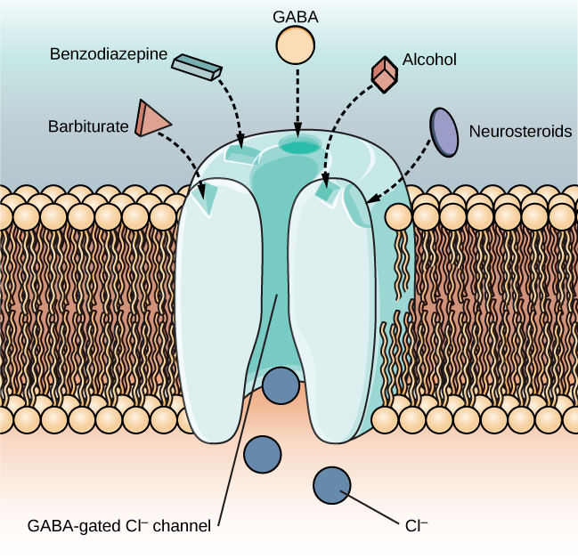 يُظهر رسم توضيحي لقناة كلوريد GABA في غشاء الخلية مواقع مستقبلات الباربيتورات والبنزوديازيبين وGABA والكحول والستيرويدات العصبية، بالإضافة إلى ثلاثة أيونات كلوريد سالبة الشحنة تمر عبر القناة. كل نوع من أنواع الأدوية له شكل محدد، مثل المثلث أو المستطيل أو المربع، والذي يتوافق مع بقعة مستقبلية ذات شكل مماثل.