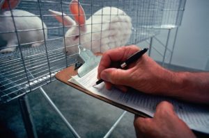White rabbit in a cage. Male human hands holding a clipboard and making notes
