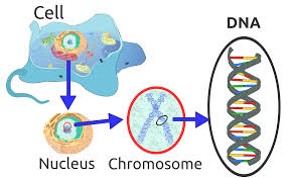 A graphic showing the relationship of a cell to the nucleus, to a chromosome, making up DNA