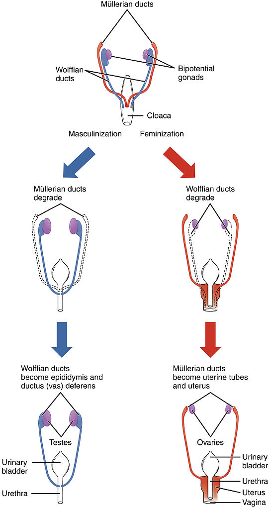 Graphic shows how early prenatal internal sex structures change to create a male or female. In the male Mullerian ducts degrade, leaving only the Wolffian ducts. In the female the Wolffian ducts degrade, leaving only the Mullerian ducts.