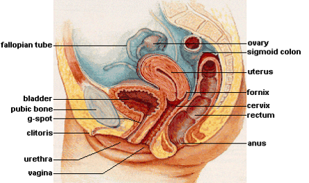 Graphic showing the female reproductive system, including the fallopian tube, ovaries, uterus, cervix, g-spot, clitoris, and vagina. Other structures such as bladder, pubic bone, colon. rectum, anus, and urethra are also included.