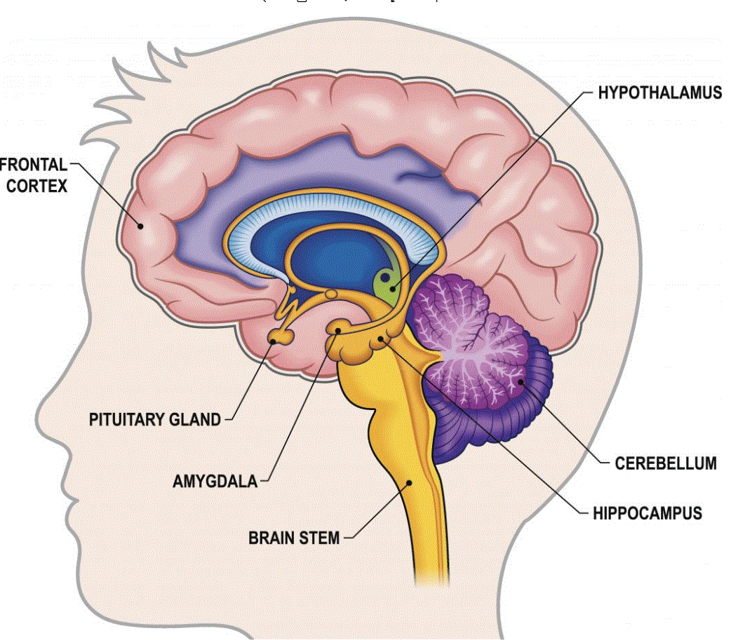 Graphic of the location of several regions in the brain, including the prefrontal cortex behind the forehead, interior Limbic structures, such as the hypothalamus, pituitary gland, hippocampus, and amygdala, and lower brain regions, such as the brain stem and cerebellum.