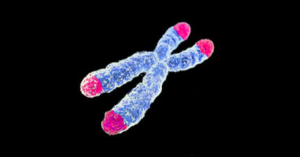 Telomere graphic showing a chromosome with the end tips (telomeres) highlighted.