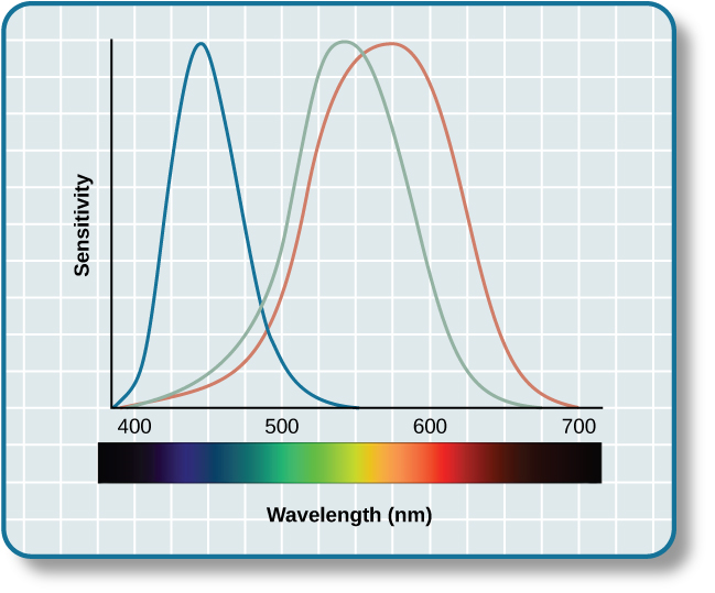 Un graphique est représenté avec la « sensibilité » tracée sur l'axe y et la « longueur d'onde » en nanomètres tracée le long de l'axe des abscisses avec des mesures de 400, 500, 600 et 700. Trois lignes de couleurs différentes partent de la base jusqu'au sommet de l'axe y et reviennent à la base. La ligne bleue commence à 400 nm et atteint son pic de sensibilité à environ 455 nanomètres, avant que la sensibilité diminue à peu près au même rythme qu'elle a augmenté, pour revenir à la sensibilité la plus faible autour de 530 nm. La ligne verte commence à 400 nm et atteint son pic de sensibilité aux alentours de 535 nanomètres. Sa sensibilité diminue ensuite à peu près au même rythme qu'elle a augmenté, pour revenir à la sensibilité la plus faible autour de 650 nm. La ligne rouge suit le même schéma que les deux premières, commençant à 400 nm, augmentant et diminuant au même rythme, et elle atteint son maximum de sensibilité aux alentours de 580 nanomètres. En dessous de ce graphique se trouve une barre horizontale montrant les couleurs du spectre visible.