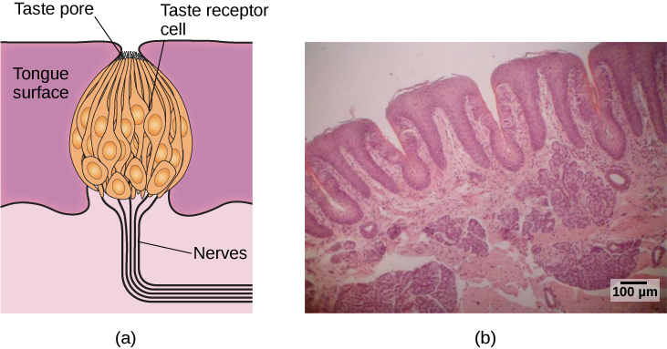 插图 A 显示了舌头开口处的味蕾，上面标有 “舌面”、“味觉毛孔”、“味觉受体细胞” 和 “神经”。 B 部分是一张显示人舌味蕾的显微照片。