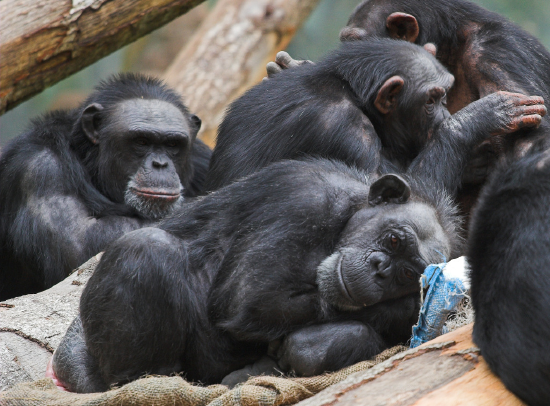 A group of chimpanzees in close proximity resting or grooming each other.