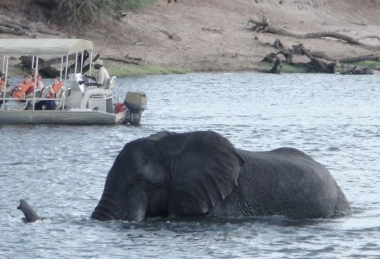Elephant half-submerged in a body of water with a ferry of human watchers behind.