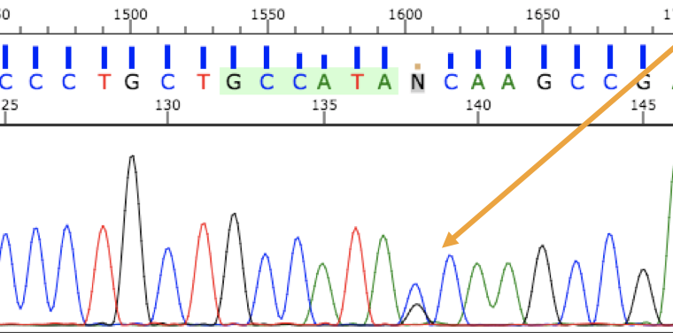 DNA sequencing printout with color bases (A, C, G, T) printed above color corresponding peaks.