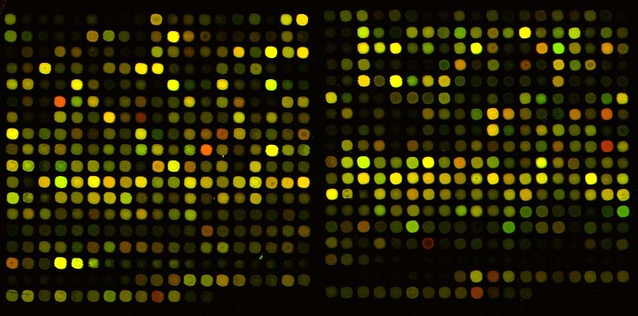 Black background with hundreds of flourescent dots in rows and columns.