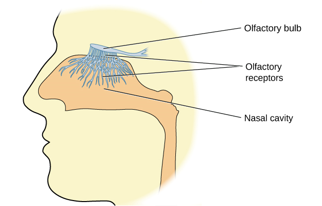 Une illustration montre une vue latérale d'une tête humaine et l'emplacement de la « cavité nasale », des « récepteurs olfactifs » et du « bulbe olfactif ».